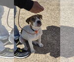Small #17 Labrador Retriever Mix