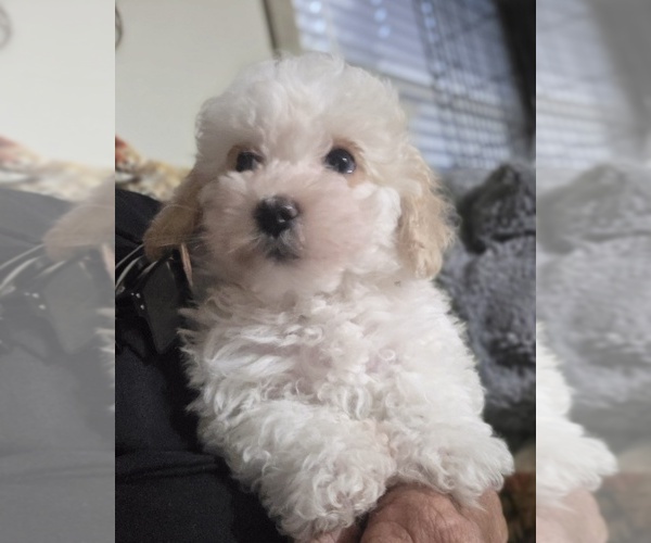 Medium Photo #1 Poodle (Toy) Puppy For Sale in SPOTSYLVANIA, VA, USA