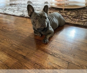 French Bulldog Puppy for sale in ELDERWOOD, CA, USA