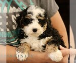 Small #1 Bernedoodle (Miniature)