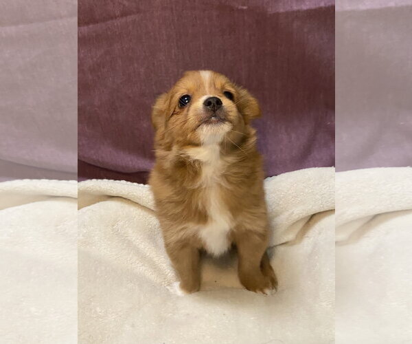 Medium Photo #4 Australian Shepherd-Chihuahua Mix Puppy For Sale in Hillsboro, MO, USA