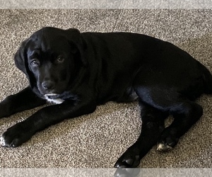 Cane Corso Puppy for sale in HARRISON TOWNSHIP, MI, USA