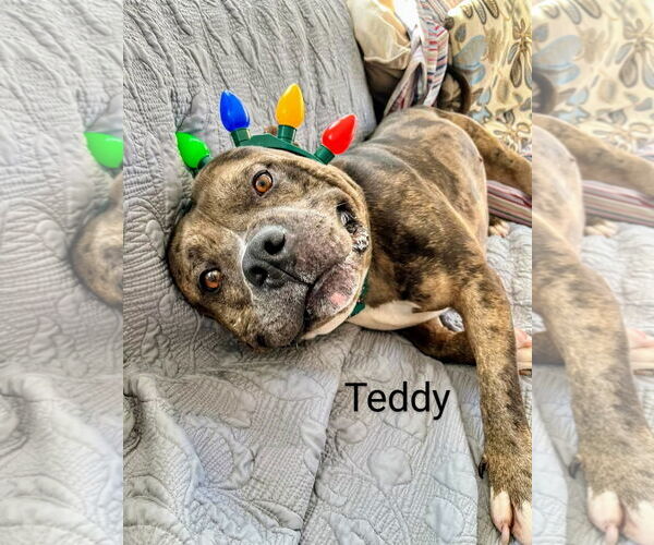 Medium Photo #5 American Bulldog-Unknown Mix Puppy For Sale in Rockaway, NJ, USA