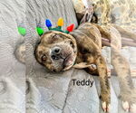 Small #4 American Bulldog Mix