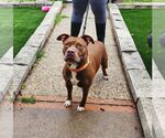 Small #1 American Staffordshire Terrier Mix