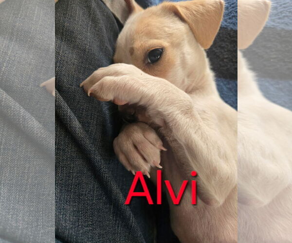 Medium Photo #6 Chihuahua-Unknown Mix Puppy For Sale in Williamsburg, NM, USA