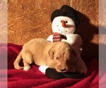 Small Photo #1 Goldendoodle Puppy For Sale in MORGANTOWN, KY, USA