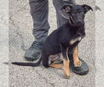 Small #2 German Shepherd Dog Mix