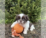 Small Photo #3 Shih Tzu Puppy For Sale in MIDDLEBURY, IN, USA