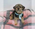 Small #8 Silky Terrier Mix