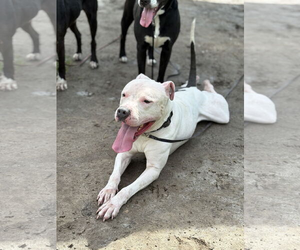 Medium Photo #7 American Pit Bull Terrier-Unknown Mix Puppy For Sale in Virginia Beach, VA, USA