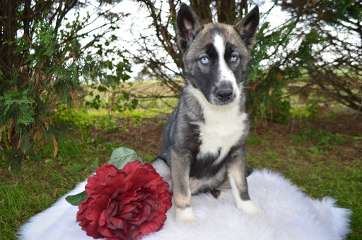 Medium Photo #1 Siberian Husky Puppy For Sale in HONEY BROOK, PA, USA