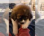 Small #2 Australian Shepherd-Great Pyrenees Mix