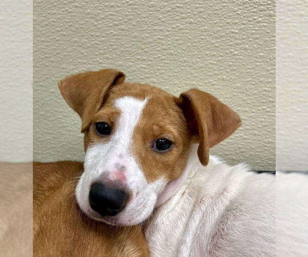 Medium Photo #2 Chiweenie Puppy For Sale in Jefferson, NJ, USA