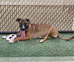 Small #1 German Shepherd Dog