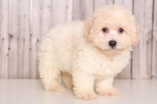 Bichon Frise Puppy for sale in MOUNT VERNON, OH, USA