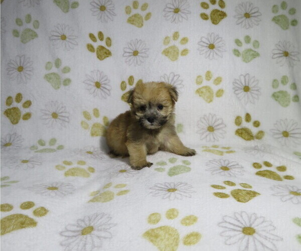 Medium Photo #3 Morkie Puppy For Sale in COOKEVILLE, TN, USA