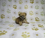 Small #2 Morkie