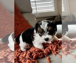 Small Photo #8 Biewer Terrier Puppy For Sale in CHULA VISTA, CA, USA