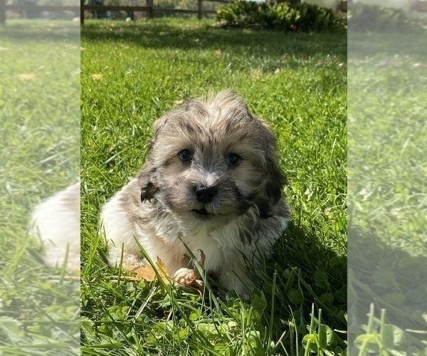 Medium Photo #4 ShihPoo Puppy For Sale in CANOGA, NY, USA