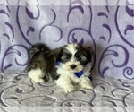 Small Photo #5 Havanese Puppy For Sale in LANCASTER, PA, USA