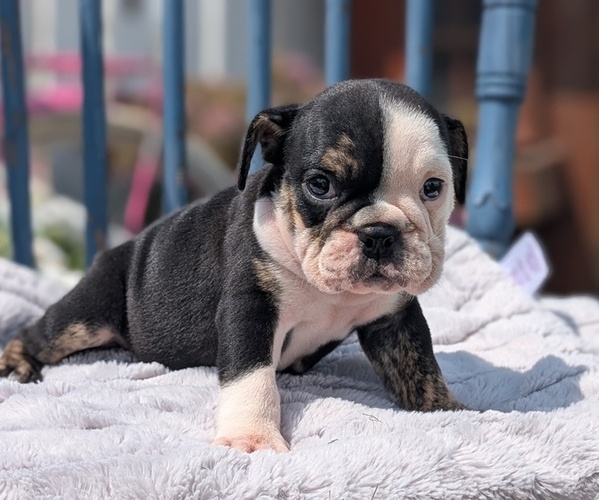 Medium Photo #3 English Bulldog Puppy For Sale in GOSHEN, IN, USA
