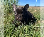 Puppy 1 French Bulldog