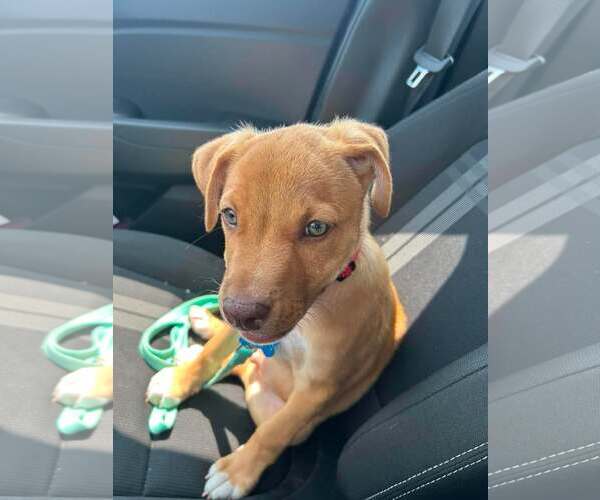 Medium Photo #4 Labrador Retriever-Unknown Mix Puppy For Sale in Sheboygan, WI, USA