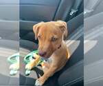 Small #3 Labrador Retriever Mix