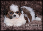 Small Photo #19 Shih Tzu Puppy For Sale in COPPOCK, IA, USA