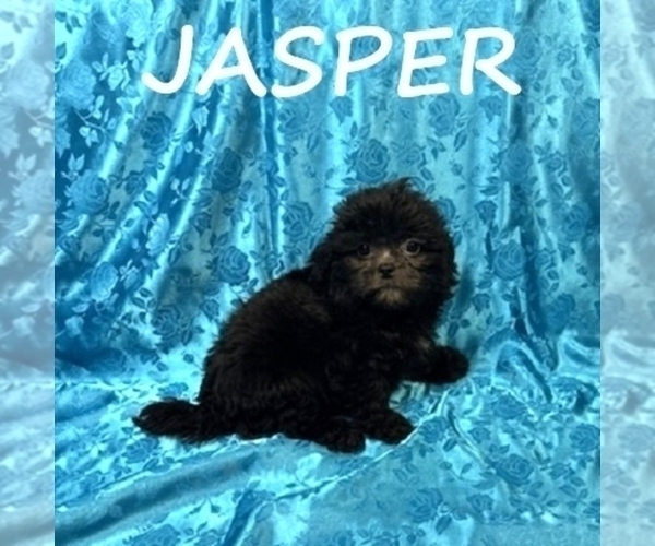 Medium Photo #3 ShihPoo Puppy For Sale in HARTLAND, MN, USA