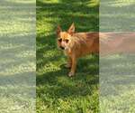 Small Photo #4 Mutt Puppy For Sale in Oakhurst, NJ, USA