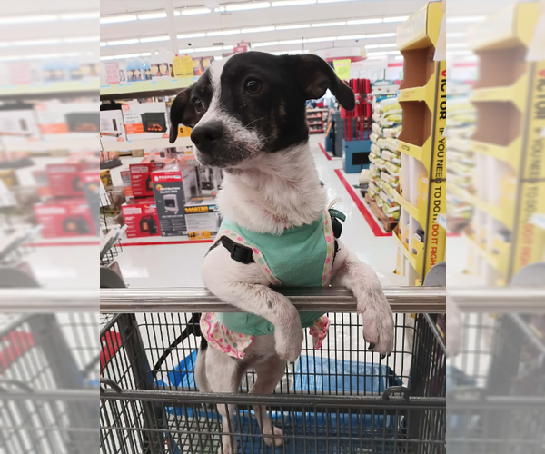 Medium Photo #1 Chihuahua-Unknown Mix Puppy For Sale in Cranston, RI, USA