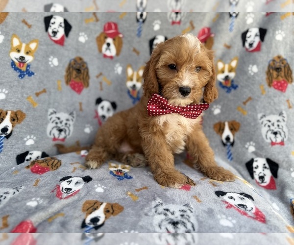 Medium Photo #1 Cavapoo (Miniature) Puppy For Sale in LAKELAND, FL, USA