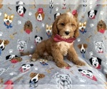 Small Cavapoo (Miniature)