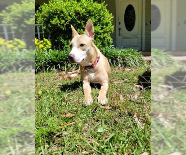 Medium Photo #1 Labrador Retriever-Siberian Husky Mix Puppy For Sale in Lacombe, LA, USA