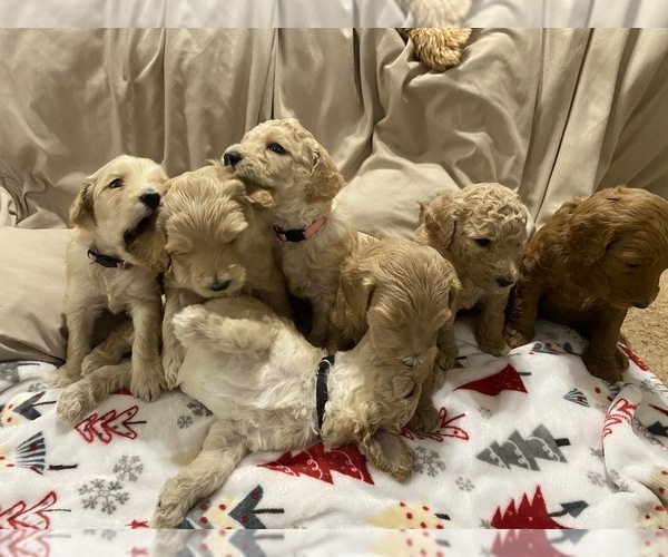 Medium Photo #7 Goldendoodle Puppy For Sale in COVINGTON, GA, USA