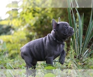 French Bulldog Puppy for sale in BROOKLYN, NY, USA
