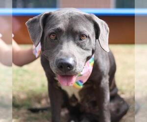 American Staffordshire Terrier-Unknown Mix Dogs for adoption in San Antonio, TX, USA