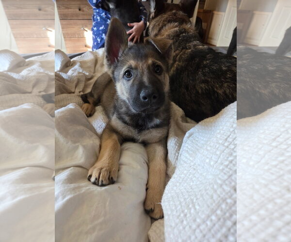 Medium Photo #1 German Shepherd Dog Puppy For Sale in La Grange , NC, USA