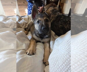 German Shepherd Dog Dogs for adoption in La Grange , NC, USA