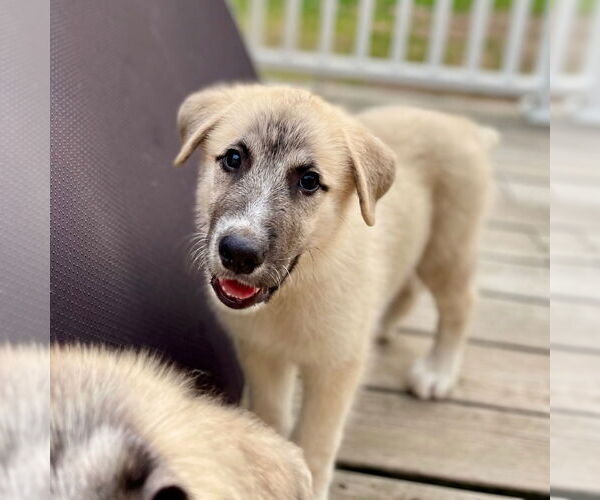 Medium Photo #4 Mutt Puppy For Sale in Canton, CT, USA