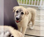 Small #3 Mutt