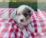Small Photo #10 Australian Shepherd Puppy For Sale in JEROMESVILLE, OH, USA