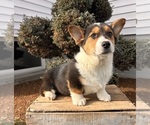 Small Photo #3 Pembroke Welsh Corgi Puppy For Sale in MIDDLEBURY, IN, USA