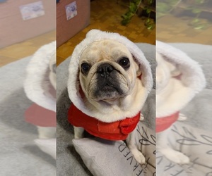 Father of the Pug puppies born on 05/08/2025