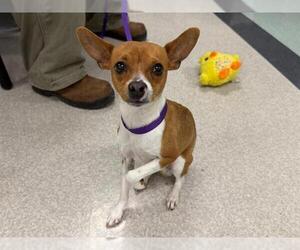 Chipin Dogs for adoption in Santa Rosa, CA, USA