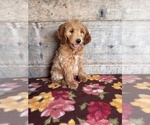 Small #13 Goldendoodle mix (+ Poodle Miniature)
