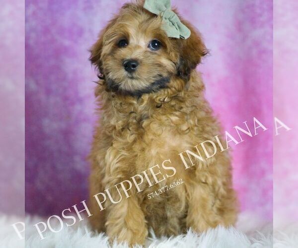 Medium Photo #5 Maltipoo (Miniature) Puppy For Sale in WARSAW, IN, USA