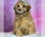 Small #4 Maltipoo (Miniature)